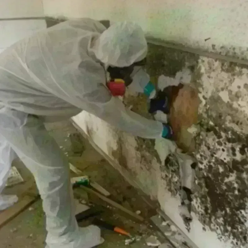 Mold Remediation and Removal in Carrizo Springs, TX